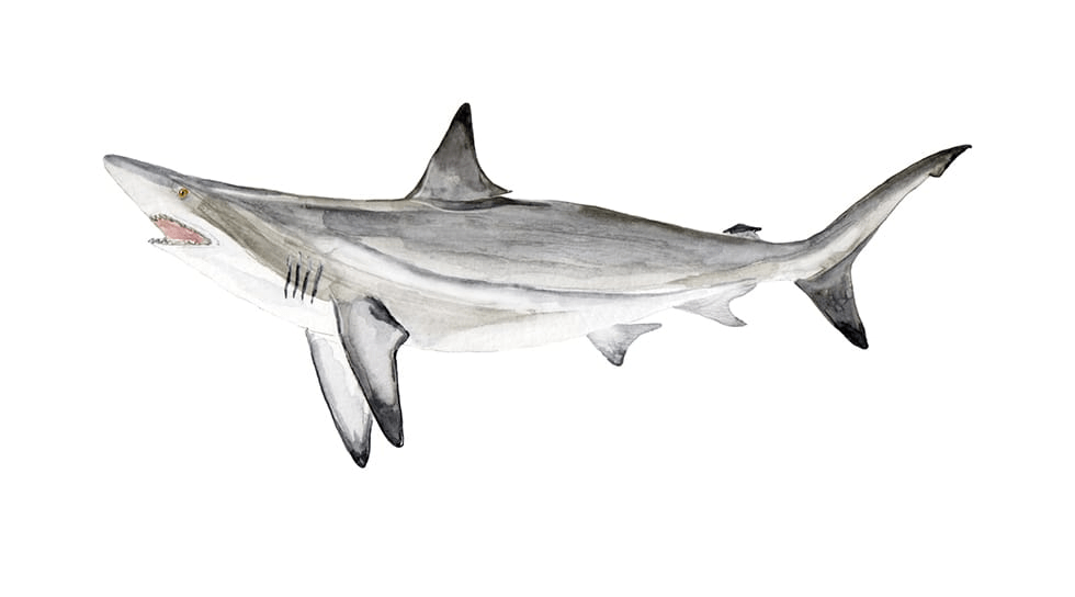 Blacktip Shark