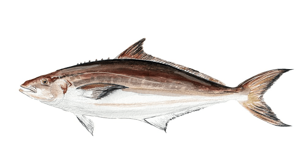 Cobia