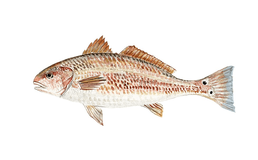 Redfish