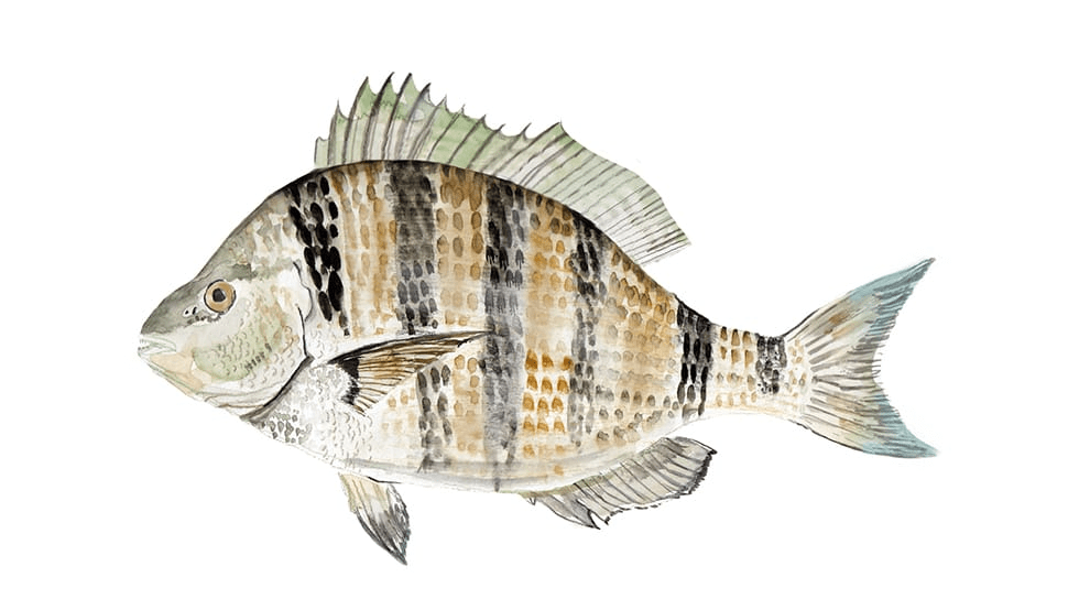 Sheepshead