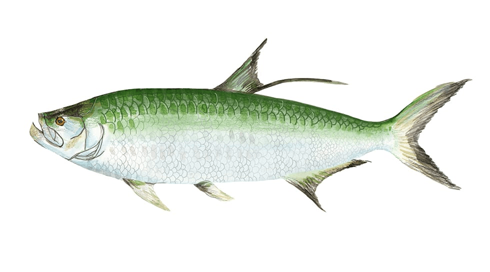 Tarpon